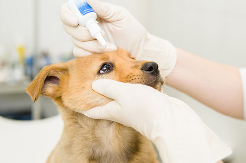 犬の「結膜炎」と「角膜炎」について