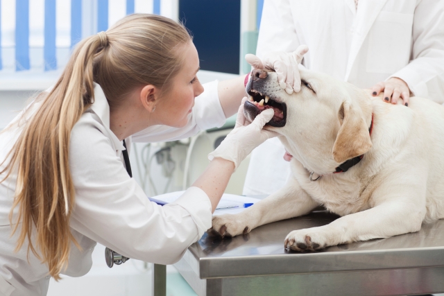 犬の歯周病とは