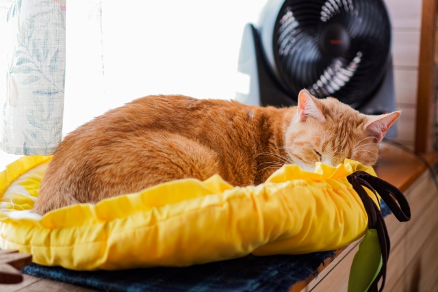猫の暑さ対策！具体的な5つの方法