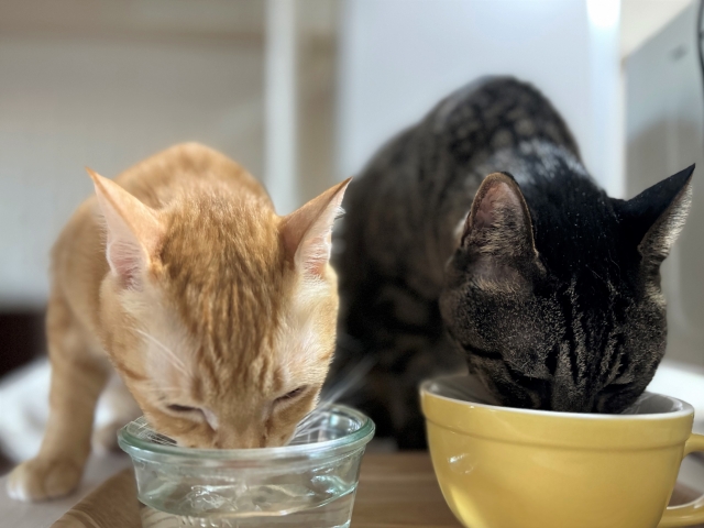 猫が水を飲まない時