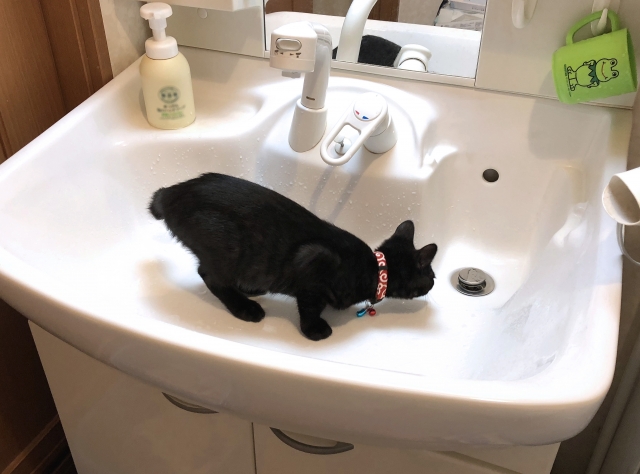 猫におすすめの水