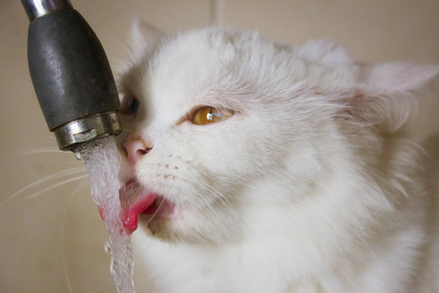 猫に水道水を飲ませても大丈夫？