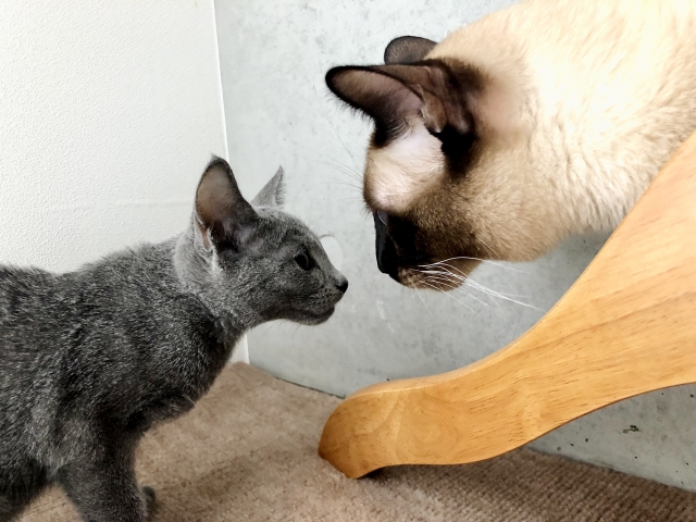 先住猫と新しい猫を対面させるときの手順や注意点