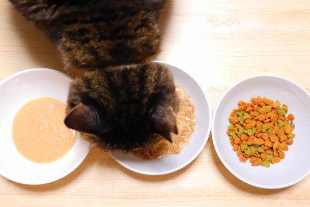 猫がごはんを食べない5つの主な原因