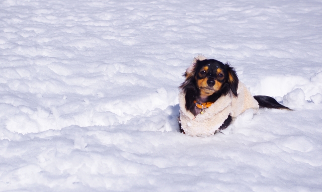 犬との雪遊びで準備したいアイテム