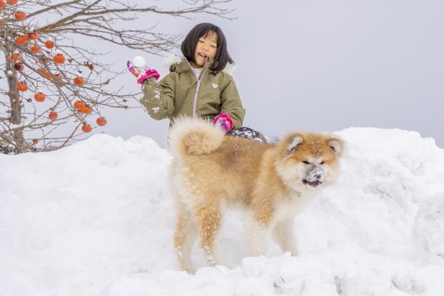 犬との雪遊びでは準備やケアが必要