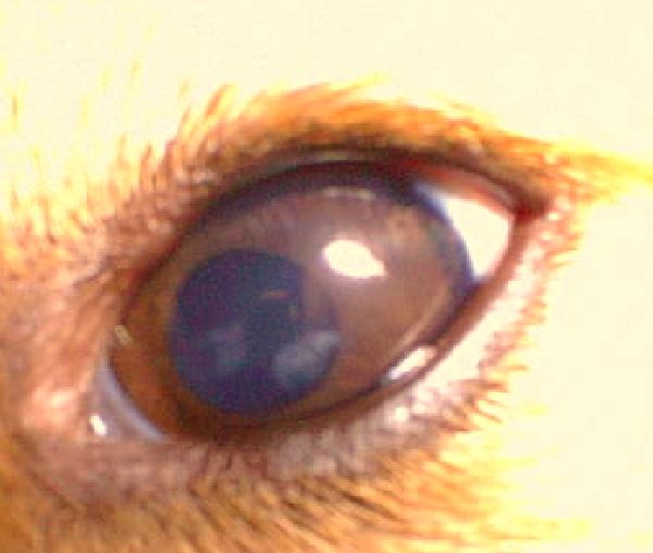 気付かないと失明する恐れも…!?犬猫が「目が白い」ときに考えられる原因