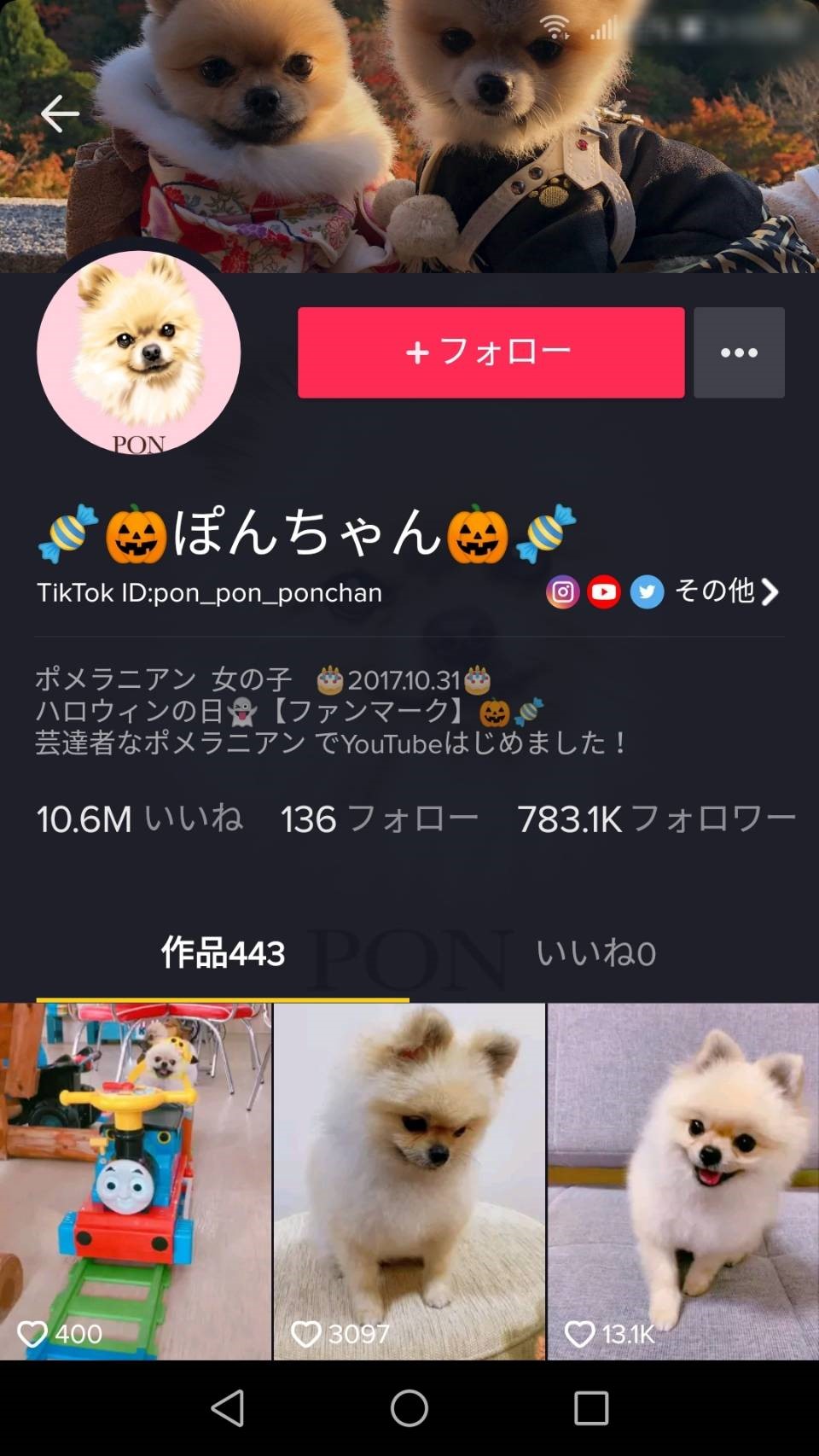 思わずクスッ！動画アプリ「TikTok」で話題の人気犬5選