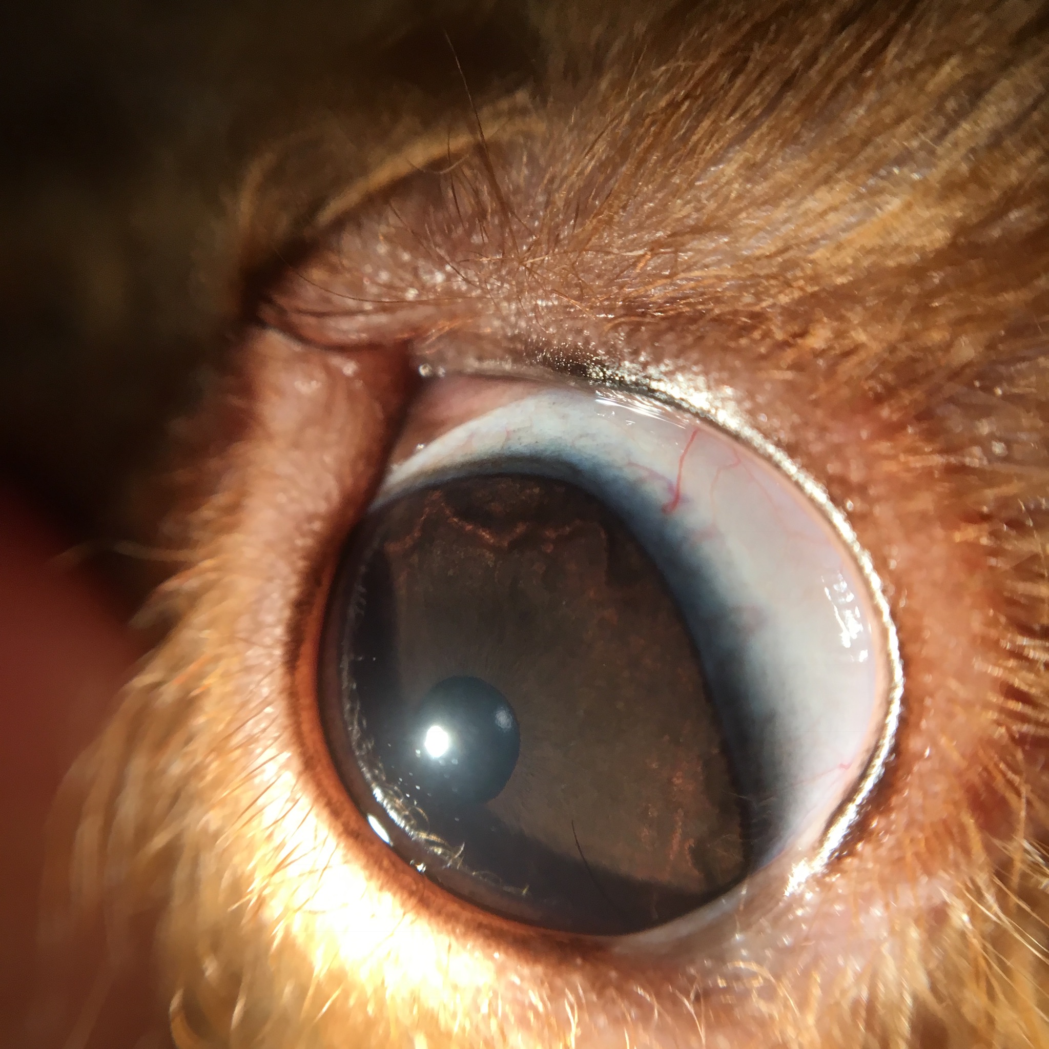 充血だけじゃない！愛犬の「目が赤い」ときに考えられる病気を症例写真と共に解説