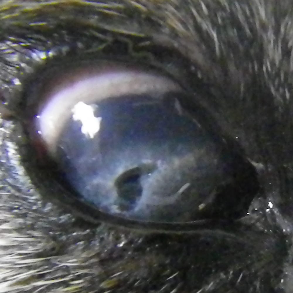 犬にも老眼はあるの？加齢が目に与える影響を獣医師が解説！