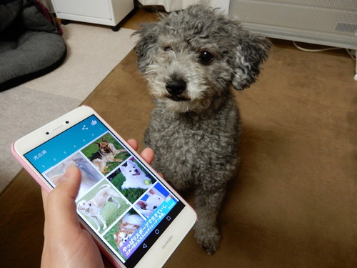 愛犬と一緒に楽しく遊べる！無料の「スマホアプリ」3選