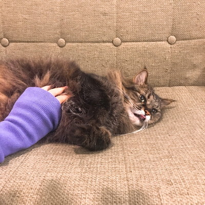 本音を直撃!猫社員がいるオフィスの実態~第2段~