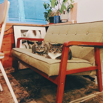 本音を直撃!猫社員がいるオフィスの実態~第2段~
