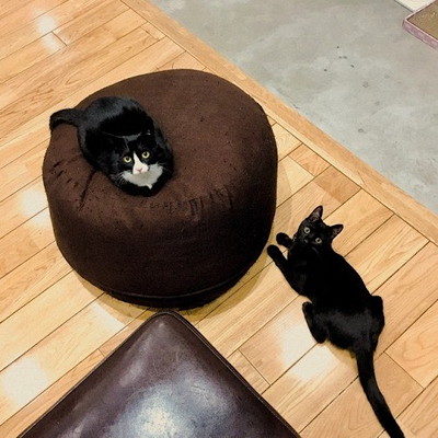 本音を直撃!猫社員がいるオフィスの実態~第2段~