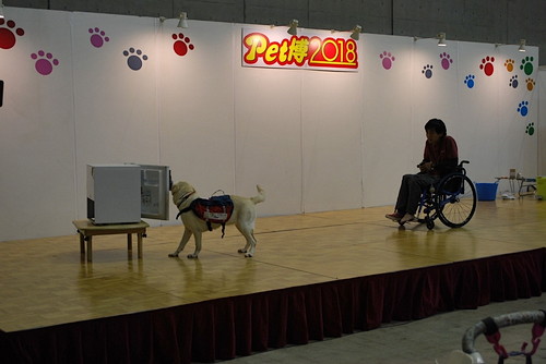 日本初のペット同伴イベントと言えば!? 『Pet博2019 in幕張』開催