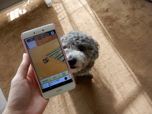 愛犬と一緒に楽しく遊べる！無料の「スマホアプリ」3選