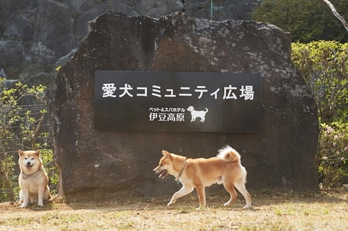 愛犬と泊まれる温泉ホテル！『ペット＆スパホテル伊豆高原』がグランドオープン