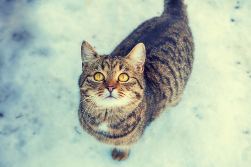 「猫はこたつで丸くなる」の不思議に迫る！体温の基本知識＆調節メカニズム