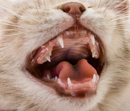 猫の「口臭」どうすればいい？主な原因と最適なケアについて徹底解説