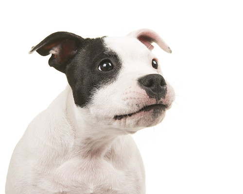 犬も「虫歯予防」が必要?歯の仕組みと適切なケアを理解しよう