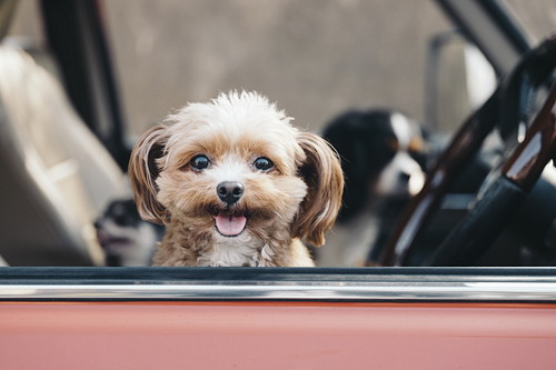 犬も「虫歯予防」が必要?歯の仕組みと適切なケアを理解しよう
