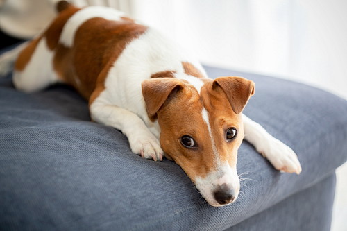 犬も「虫歯予防」が必要?歯の仕組みと適切なケアを理解しよう