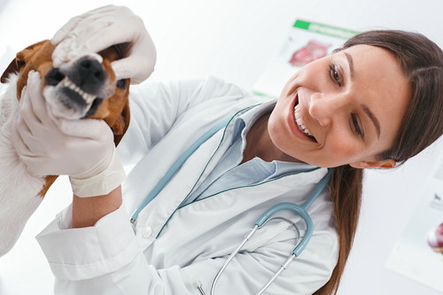 犬も「虫歯予防」が必要?歯の仕組みと適切なケアを理解しよう