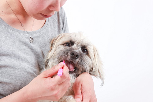 犬も「虫歯予防」が必要?歯の仕組みと適切なケアを理解しよう
