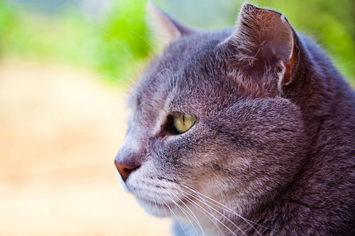 いつまでも長生きしてね。猫の「老化現象」について獣医師が解説