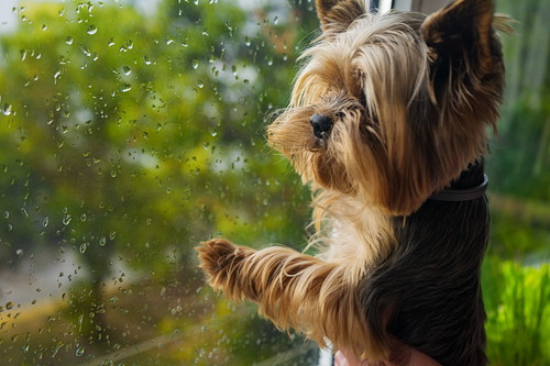 あなたの愛犬は大丈夫？梅雨に季節になりやすい「皮膚疾患」について