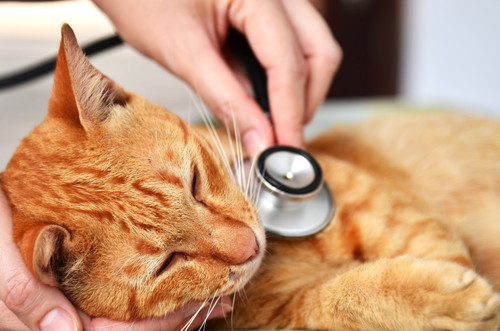 獣医師執筆 耳が熱いと熱があるって本当 猫の 体調不良 を見極める方法とは 記事 わんにゃ365 今日も明日もワンダフル