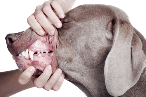 犬の永久歯はいつから生えるの？「歯の抜け替わり時期」適切なケア方法