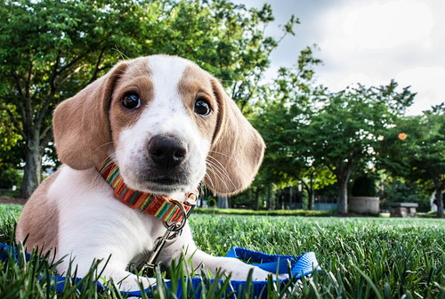 あるある…でもなんで？「同じ場所をくるくる回る」犬のふしぎな行動