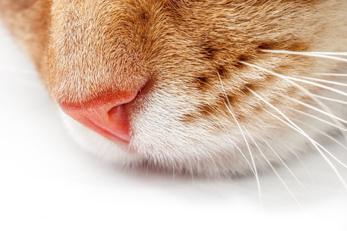 乾燥していたらキケン!? 知っておきたい「猫の鼻」の基本と病気