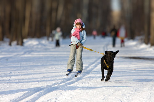 ルールを守って楽しく滑ろう！愛犬と一緒に行ける「スキー場」4選