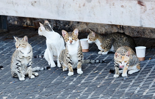 猫の殺処分減に「ふるさと納税」1,800万円を活用！和歌山市の取り組みに注目