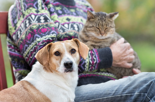 飼い主は犬猫の保険に入るべき？気になる「ペット保険」について獣医師が解説