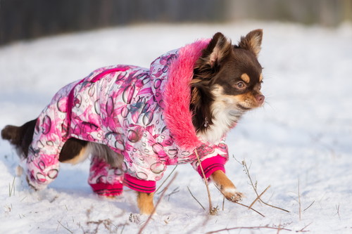 愛犬はいつも通りで大丈夫？「冬の散歩」で気をつけること＆遊び方
