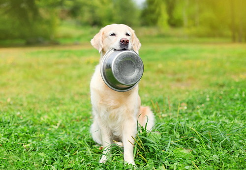食べ物と病気に要注意！犬が「便秘」になる原因と対処法～前編～