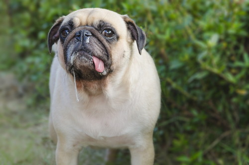 くしゃみや鼻水が増えたら要注意！犬の「花粉症」6つの症状を中心に解説