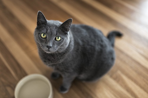 「水をよく飲む」猫、脱水症状以外に考えられる病気は？