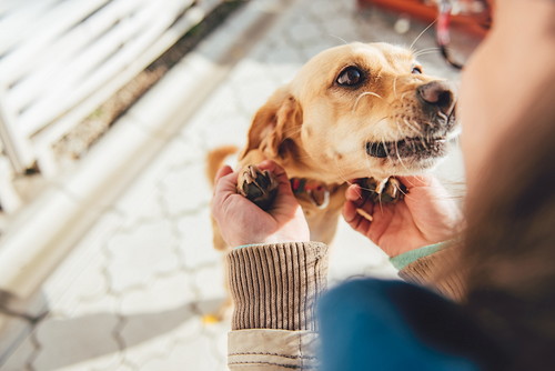 あるある でもなんで 同じ場所をくるくる回る 犬のふしぎな行動 記事 わんにゃ365 今日も明日もワンダフル