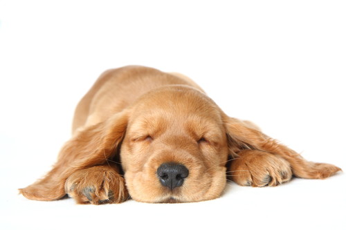 安心のできる場所を用意してあげよう！今日から実践したい犬の「寝かしつけ方法」