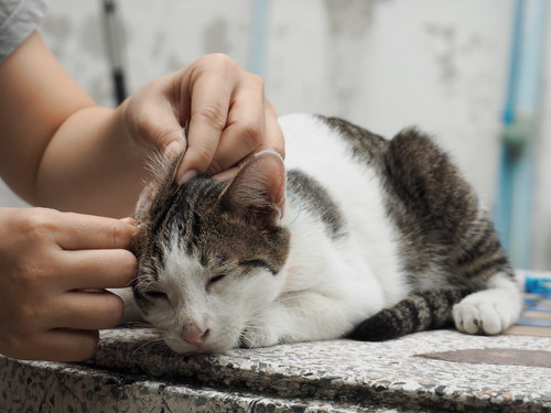 あなたの愛猫は大丈夫？日ごろから実践したい「耳掃除」の正しい方法