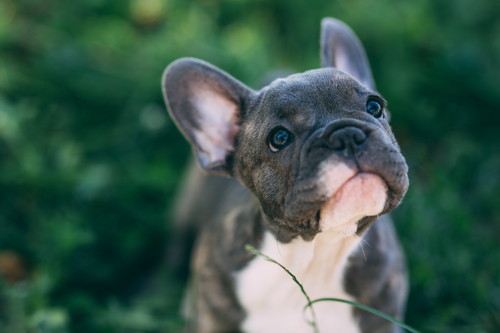 日常の音や声、犬にはどう聞こえる？「耳の仕組み」に関するあれこれ