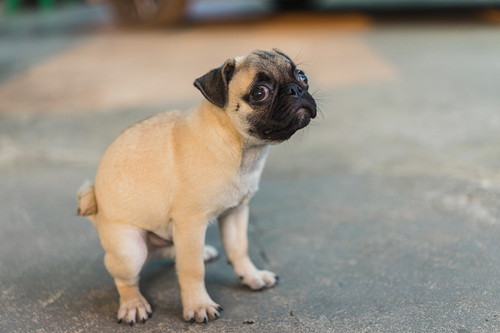 あるある…でもなんで？「同じ場所をくるくる回る」犬のふしぎな行動