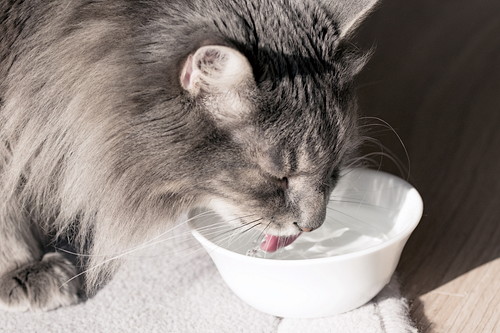 「水をよく飲む」猫、脱水症状以外に考えられる病気は？