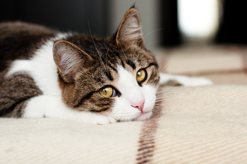 猫が 引っ掻く 噛む のはなぜ 気になる原因と接し方について 記事 わんにゃ365 今日も明日もワンダフル