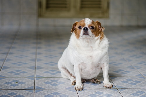 体重管理に気をつけよう！「肥満によってリスクが上がる」犬の病気について