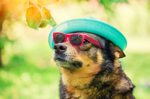外で帽子とサングラスを身につける犬の写真